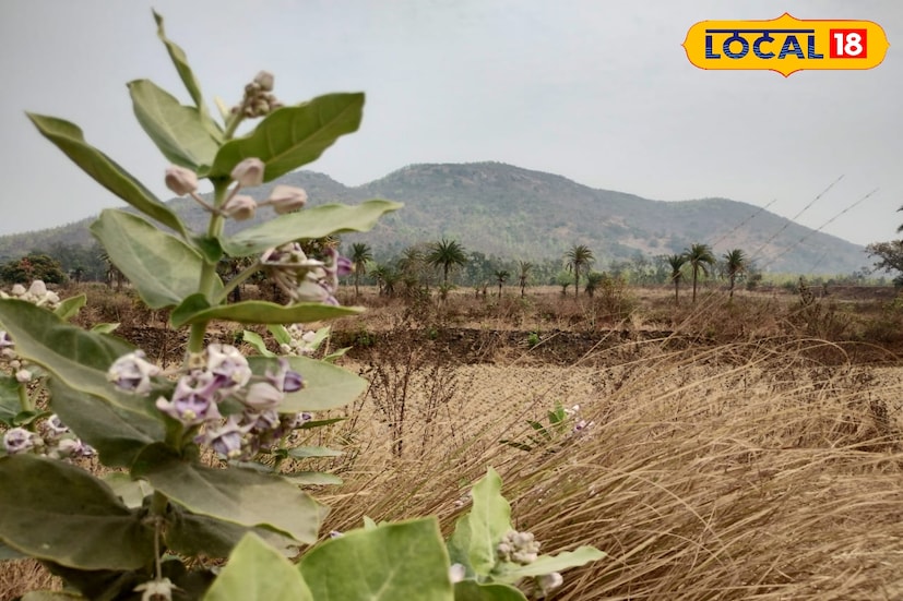 *ইতিহাস গবেষক সুকুমার বন্দ্যোপাধ্যায় জানান, 