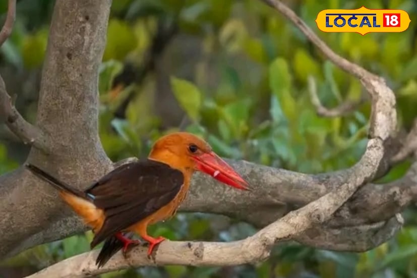 একটি স্টর্ক বিল্ড কিংফিশার দেখা গিয়েছে গোটা সুন্দরবনে। এছাড়াও কম দেখা গিয়েছে ব্রাউন উইংগড কিংফিশার। এই পাখিদের সংরক্ষণ বা তাদের উপর নজরদারি করা জরুরি বলে মনে করছেন টাইগার রিজার্ভের কর্তারা।