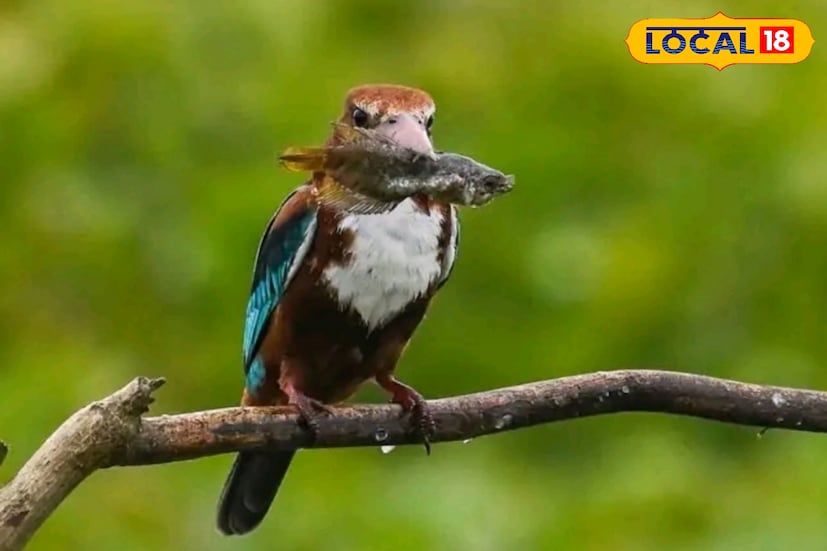 দেশে ১২ রকম প্রজাতির মাছরাঙা রয়েছে। তবে শুধু সুন্দরবনেই রয়েছে যায় সাত রকম প্রজাতির মাছরাঙা। সুন্দরবনে মাছরাঙার সংখ্যা যে বেড়েছে, তা ম্যানগ্রোভ জঙ্গল, নদী, খাঁড়ি এলাকায় খালি চোখে বোঝা যাচ্ছে। জানা গিয়েছে, সুন্দরবনে বেড়েছে পাঁচ প্রজাতির মাছরাঙার সংখ্যা।
