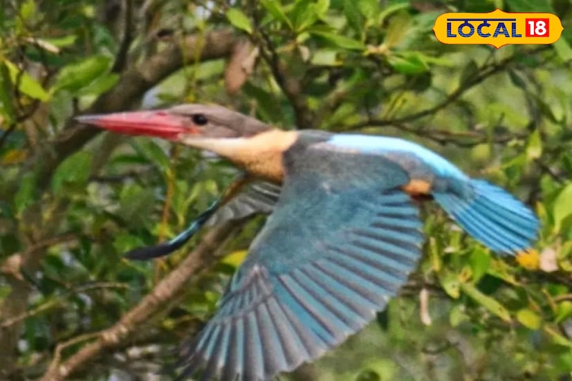 সব থেকে বেশি দেখা গিয়েছে ব্ল্যাক ক্যাপড কিংফিশার। ২০২৩ সালে ৩৬টি এই প্রজাতির মাছরাঙা দেখা গিয়েছিল। পরের বছর বেড়ে হয় ৪৫। সেই জায়গায় ২০২৫ সালে ২০৭টি ব্ল্যাক ক্যাপড কিংফিশার দেখা গিয়েছে।