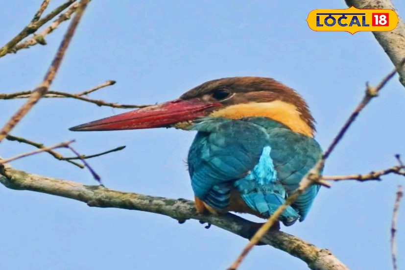 সুন্দরবনে বাড়ল পাঁচ প্রজাতির মাছরাঙার সংখ্যা। চলতি বছরের জানুয়ারি মাসের পাখি শুমারির বিস্তারিত রিপোর্ট বৃহস্পতিবার প্রকাশ করেছে সুন্দরবন টাইগার রিজার্ভ। সেখানেই দেখা গিয়েছে গত তিন বছরে সাতটির মধ্যে পাঁচটি প্রজাতির মাছরাঙাকে অনেক বেশি সংখ্যায় দেখা গিয়েছে। (ছবি ও তথ্য: নবাব মল্লিক)