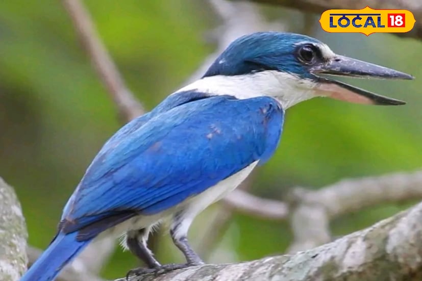 ৭৫টি কলার্ড বা কণ্ঠী কিংফিশার দেখা গিয়েছে। গতবার ১১টি দেখা গিয়েছিল। বেশিরভাগ ক্ষেত্রেই এই মাছরাঙা নজরে এসেছে তাদের শিকার ধরার সময়ে।
