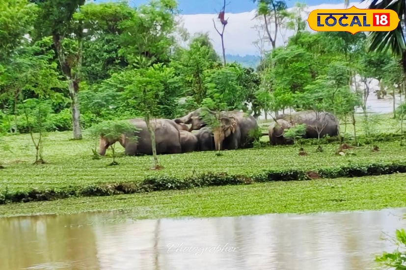 জলঢাকা নদীর জলে তীব্র স্রোতের কারণে গরুমারার বেশ কিছু অভ্যন্তরীণ রাস্তা ও কাঠের সেতু ক্ষতিগ্রস্ত হয়েছে। ফলে পর্যটকদের নিরাপত্তার স্বার্থেই এই সিদ্ধান্ত নেওয়া হয়েছে বলে জানান বন দফতরের আধিকারিকরা। 