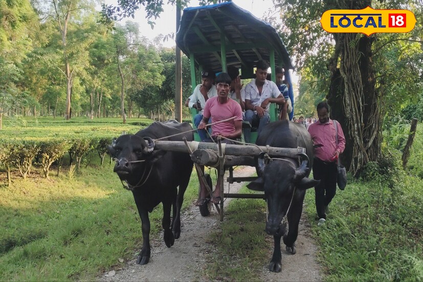 এদিকে, ভরা পর্যটন মরশুমে পাহাড়ে প্রাকৃতিক বিপর্যয় ও ডুয়ার্সের জঙ্গল এলাকায় সাফারিতে নিষেধাজ্ঞা জারি হওয়ায় চরম সংকটে পড়েছে উত্তরবঙ্গের পর্যটন শিল্প। বন দফতর জানিয়েছে, পরিস্থিতি স্বাভাবিক হলে পর্যটকদের জন্য আবারও সাফারি চালু করা হবে। 