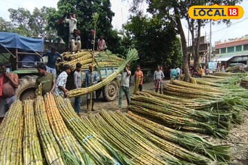কম খরচে কোটিপতি! এই একটি ফসল চাষে মাত্র এক বিঘা জমিতেই লাখ টাকার মুনাফা