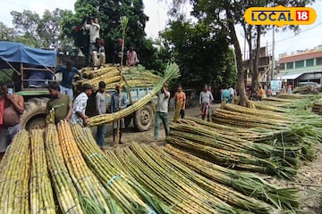 কম খরচে কোটিপতি! এই একটি ফসল চাষে মাত্র এক বিঘা জমিতেই লাখ টাকার মুনাফা কম খরচে কোটিপতি! এই একটি ফসল চাষে মাত্র এক বিঘা জমিতেই লাখ টাকার মুনাফা