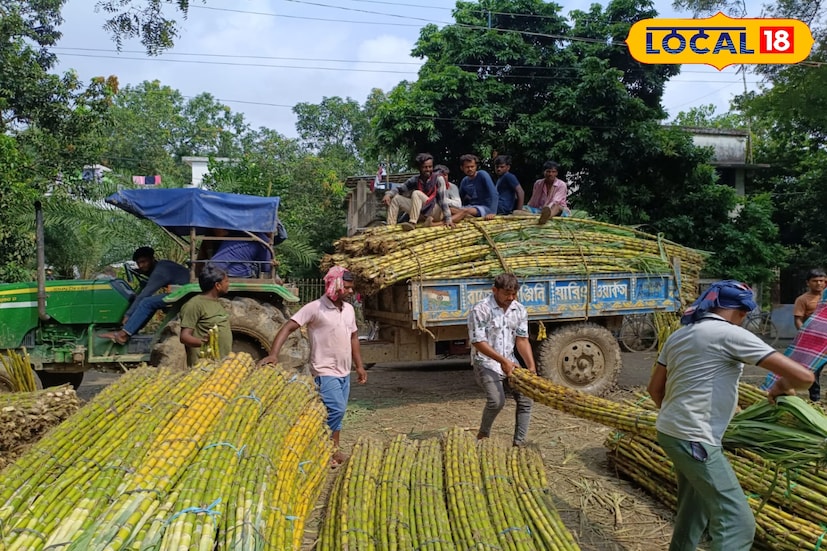 চাষিদের হিসাবে, এক বিঘা জমিতে আখ চাষে খরচ হয় প্রায় ২০ থেকে ৩০ হাজার টাকা। তবে বিক্রির সময় সেই জমি থেকে মিলছে প্রায় এক লাখ টাকার কাছাকাছি লাভ। একই জমিতে আখের পাশাপাশি সাথী ফসল ফলিয়ে চাষিরা দ্বিগুণ মুনাফা পাচ্ছেন। এতে একদিকে যেমন উৎপাদন বাড়ছে, অন্যদিকে খরচও তুলনামূলকভাবে কমছে। 