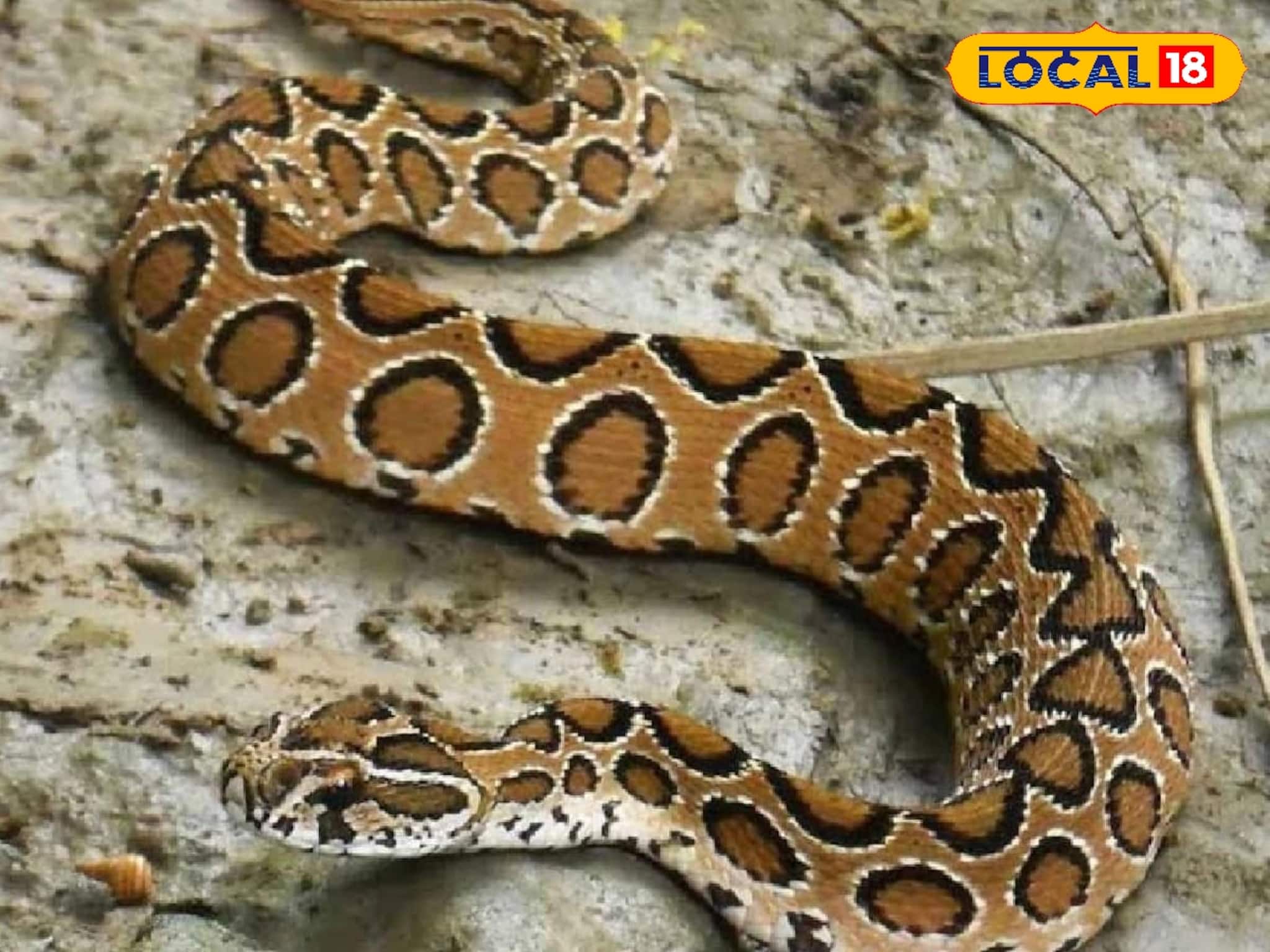 লক্ষ্মীপুজোয় ভয়ানক কাণ্ড! নতুন বাড়ি থেকে বিশালাকার যা বেরিয়ে এল..., মুহূর্তে চাঞ্চল্য