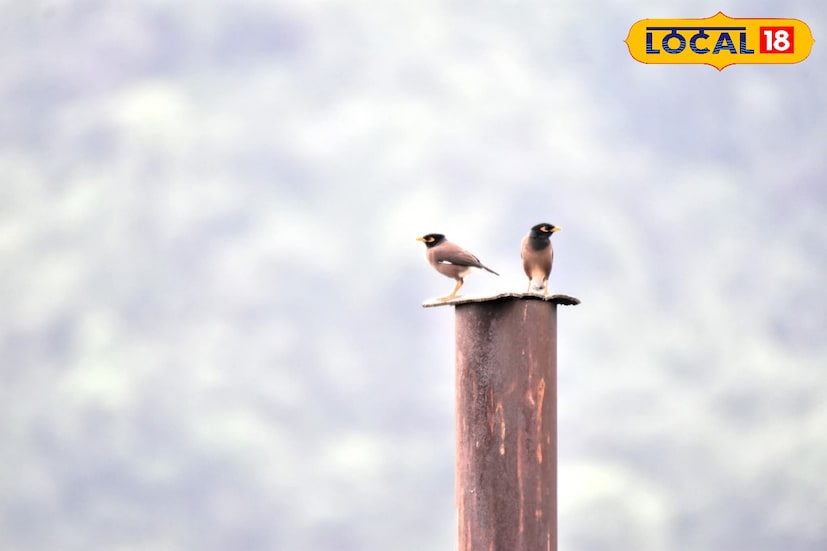 আবহাওয়া দফতরের পূর্বাভাস অনুসারে ২০ অক্টোবর থেকে কাঞ্চনজঙ্ঘার অপরূপ সৌন্দর্য দেখা যাবে উত্তরবঙ্গ ও সিকিম থেকে।২০ অক্টোবর থেকেই শীতের আমেজ লক্ষ্য করা যাবে উত্তরবঙ্গজুড়ে।তবে এই সপ্তাহে মাঝারি বৃষ্টিপাত হবে পাহাড়ের বিভিন্ন এলাকায়।