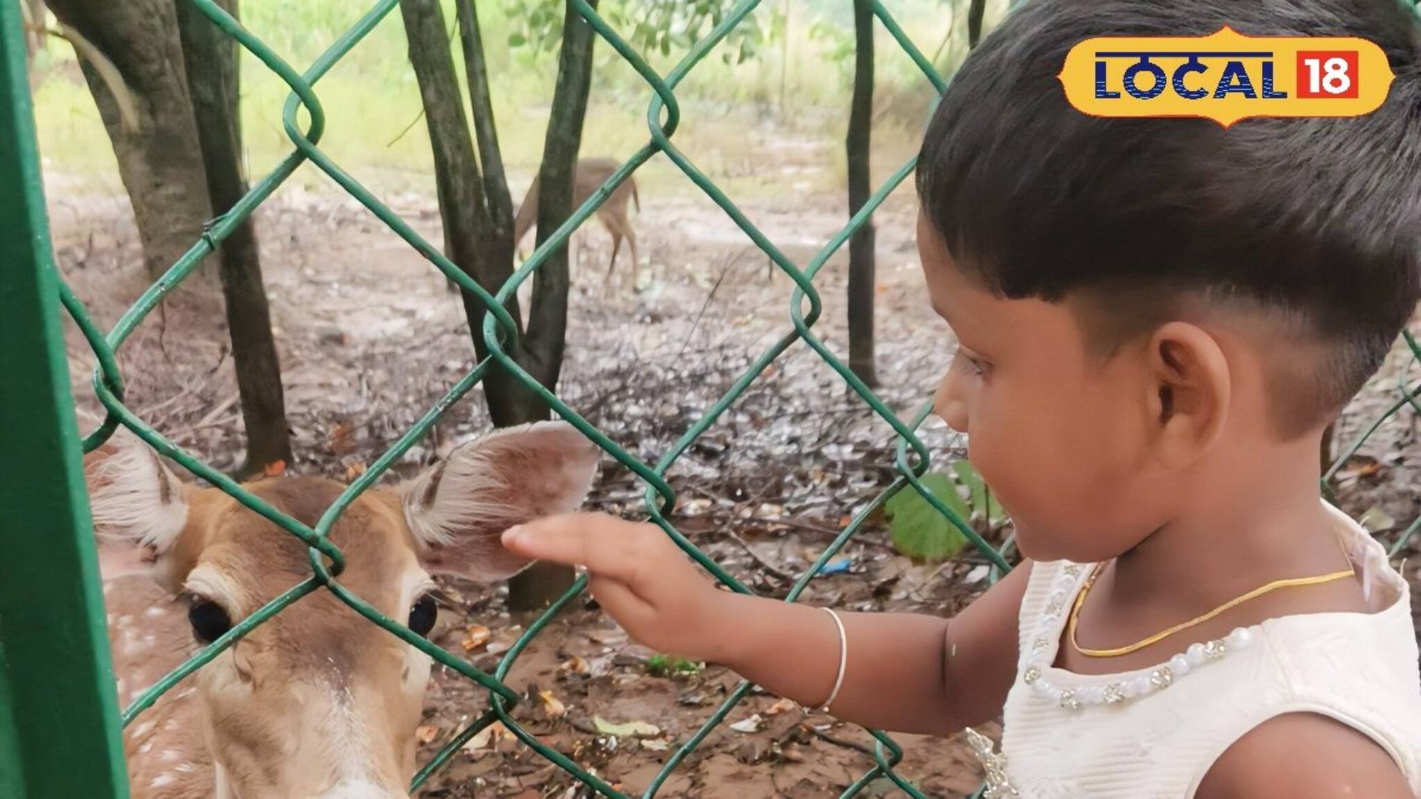 পুজোর ছুটিতে দেউলের মৃগউদ্যানে কচিকাঁচাদের হরিণ দেখার ভিড় 