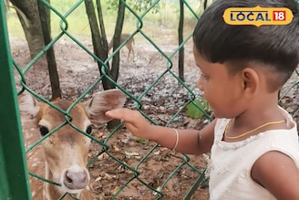 পুজোর ছুটিতে দেউলের মৃগউদ্যানে কচিকাঁচাদের হরিণ দেখার ভিড় 
