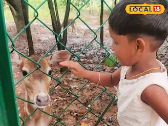 পুজোর ছুটিতে দেউলের মৃগউদ্যানে কচিকাঁচাদের হরিণ দেখার ভিড় 