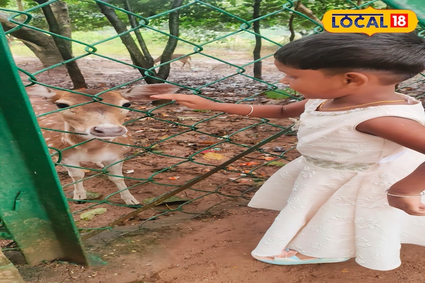 বনদপ্তর সূত্রে জানা গিয়েছে, ওই মৃগ উদ্যানে বর্তমানে প্রায় শতাধিক হরিণ রয়েছে। হরিণ গুলি চিথল হরিণ। গায়ে সাদা ছোপ ছোপ দাগ রয়েছে। বর্তমানে ময়ূরের সংখ্যা এত পরিমাণ বৃদ্ধি পেয়েছে যে গোটা জঙ্গলে ছড়িয়ে পড়েছে।( ছবি ও তথ্য : দীপিকা সরকার) 