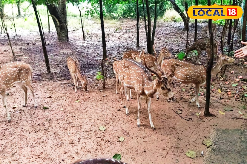 নদিয়ার কৃষ্ণনগর থেকে ঘুরতে আসা এক পর্যটক প্রসেনজিৎ হালদার জানান, চিড়িয়াখানাতে হরিণ দেখেছি। কিন্তু এই গভীর ঘণ জঙ্গলে বিশাল এলাকায় জুড়ে সংরক্ষিত হরিণ দেখার অনুভূতিই আলাদা।গা ছমছমে পরিবেশে জঙ্গলে পথ ধরে এসে নীলিবিলী এলাকায় হরিণের দল ঘুরে বেড়াচ্ছে এই দৃশ্য সত্যিই মনমুগ্ধকর।( ছবি ও তথ্য : দীপিকা সরকার) 