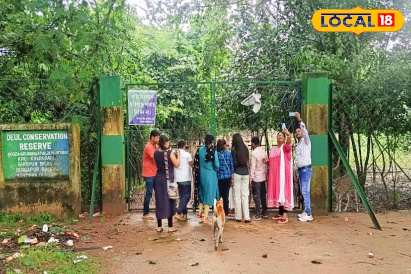 দুর্গাপুজোর শুরু থেকেই দেউল পার্ক লাগোয়া বনদপ্তরের সংরক্ষিত ওই এলাকায় হরিণ ও ময়ূর দেখতে কচিকাঁচাদের নিয়ে ভিড় করছে মানুষ। কেবল দুর্গাপুর শিল্পাঞ্চলের মানুষ নয় আশপাশের জেলার বহুমানুষ প্রতিদিন আসছেন ওই জঙ্গলে।( ছবি ও তথ্য : দীপিকা সরকার) 