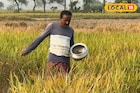 অল্প খরচে বেশি ফলন, পরিশ্রম নেই বললেই চলে! চাষ করতে পারেন এই পদ্ধতিতে