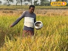 অল্প খরচে বেশি ফলন, পরিশ্রম নেই বললেই চলে! চাষ করতে পারেন এই পদ্ধতিতে