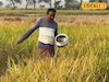 অল্প খরচে বেশি ফলন, পরিশ্রম নেই বললেই চলে! চাষ করতে পারেন এই পদ্ধতিতে