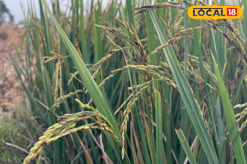 সাধারণ পদ্ধতির তুলনায় পায়রা পদ্ধতিতে চাষ করলে অনেক কম সময়ে ফসল ঘরে তোলা যায়। আলাদা করে সেচেরও প্রয়োজন হয় না। ফলে চাষের সময়, খরচ ও শ্রম সব দিক থেকেই এটি লাভজনক। তাই বর্তমানে বহু সাধারণ চাষিও এই পদ্ধতিতে চাষের প্রতি আগ্রহী হয়ে উঠছেন। চাষি উদয়ন ঘোষ বলেন, 