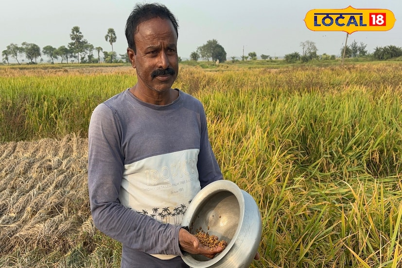 এই পদ্ধতিতে চাষ করতে চাষিদের আলাদা করে জমি প্রস্তুত করতে হয় না, ফলে জমি চাষ, মই দেওয়া বা বেশি সার সেচের খরচ একেবারেই নেই। তাই অল্প সময়ে ও স্বল্প খরচে অধিক ফলন পাওয়া সম্ভব। এটি চাষিদের আর্থিকভাবে অনেকটাই স্বস্তি দেয়।