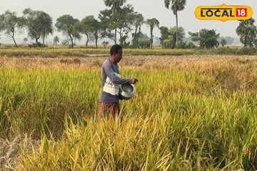 অল্প খরচে বেশি ফলন, পরিশ্রম নেই বললেই চলে! চাষ করতে পারেন এই পদ্ধতিতে