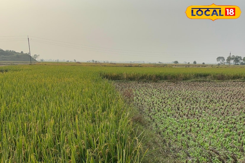 এই চাষপদ্ধতির নাম এসেছে পায়রার থেকে। যেমনভাবে পায়রাদের খাবার ছিটিয়ে দেওয়া হয়, ঠিক তেমনভাবেই এই পদ্ধতিতে জমিতে বীজ ছিটিয়ে দেওয়া হয়। তাই একে ‘পায়রা পদ্ধতি’ বলা হয়। নামের সঙ্গে মিল রেখেই এটি একদম সহজ, পরিশ্রমবিহীন ও কার্যকর একটি চাষপদ্ধতি।