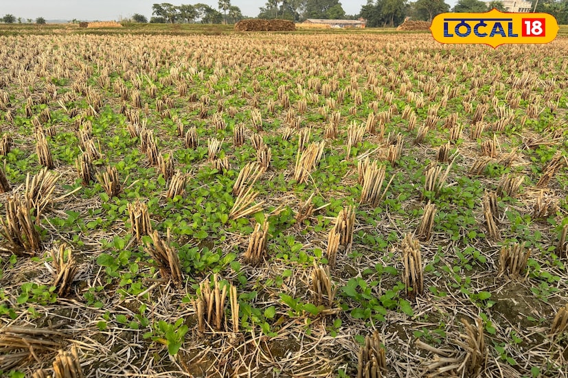 পায়রা পদ্ধতিতে চাষ করলে এক বিঘা জমি থেকে প্রায় এক থেকে দেড় কুইন্টাল পর্যন্ত ফলন পাওয়া যায়। বীজের সঙ্গে অল্প পরিমাণে সার ছড়ালে আরও ভাল ফলন মেলে। তবে অনেক ক্ষেত্রেই সার ব্যবহার না করলেও সন্তোষজনক ফলন পাওয়া যায়।