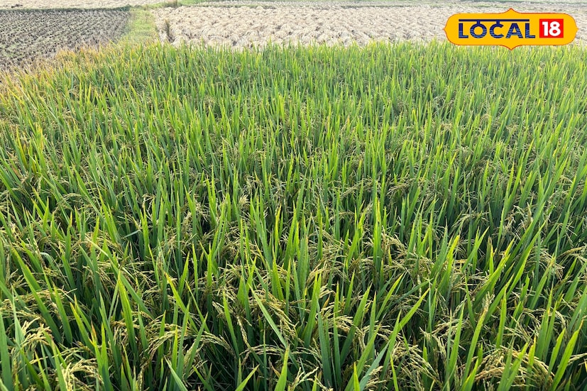 যদি ধান কাটার পর জমি তৈরি করে বীজ ছড়ানো হয়, তাহলে পাখিরা বীজ খেয়ে ফেলে। কিন্তু পায়রা পদ্ধতিতে ধান গাছ থাকা অবস্থায় বীজ ছড়ানোর ফলে সেই আশঙ্কা থাকে না। ফলে বীজ নষ্ট হয় না এবং অঙ্কুরোদ্গমের হারও বেশি হয়।