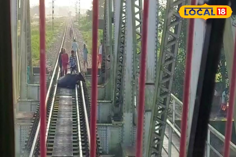 প্রাথমিকভাবে ধারণা করা হচ্ছে, জলঢাকা নদীর জলে প্লাবিত গরুমারা জাতীয় উদ্যান সংলগ্ন এলাকা থেকেই ভেসে এসেছিল বাইসনটি। লাগাতার ভারী বৃষ্টিতে নদীর জল উপচে পড়ায় বহু বন্যপ্রাণী তাদের স্বাভাবিক আবাস ছেড়ে নিরাপদ আশ্রয়ের খোঁজে বেরিয়ে পড়েছে। বনদফতর সূত্রে খবর, বন্যার জেরে ইতিমধ্যেই মৃত একটি গণ্ডার উদ্ধার হয়েছে। তবে হাতি, হরিণ, বাইসন-সহ একাধিক প্রাণীকে উদ্ধার করতে সক্ষম হয়েছে বনকর্মীরা।