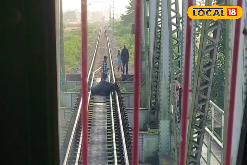 রেল লাইনের ধারে মায়ের জন্য অপেক্ষায় কে? সকাল হতেই হৃদয় স্পর্শ করা দৃশ্যে চোখ ভিজল ডুয়ার্সবাসীর। জলপাইগুড়ি জেলার ময়নাগুড়ি ব্লকের বেদগারা স্টেশন সংলগ্ন এলাকায় সোমবার সকালে দেখা গেল এক অভাবনীয় দৃশ্য। বন্যার জলে ভেসে আসা এক বিশাল বাইসন ভুলবশত উঠে পড়ে রেললাইনে। মুহূর্তের মধ্যে এলাকায় ভিড় জমে যায়, সৃষ্টি হয় চাঞ্চল্য। তবে আতঙ্কের মধ্যেই ফুটে উঠল মানবিকতার এক উজ্জ্বল উদাহরণ। (ছবি ও তথ্যঃ সুরজিৎ দে)