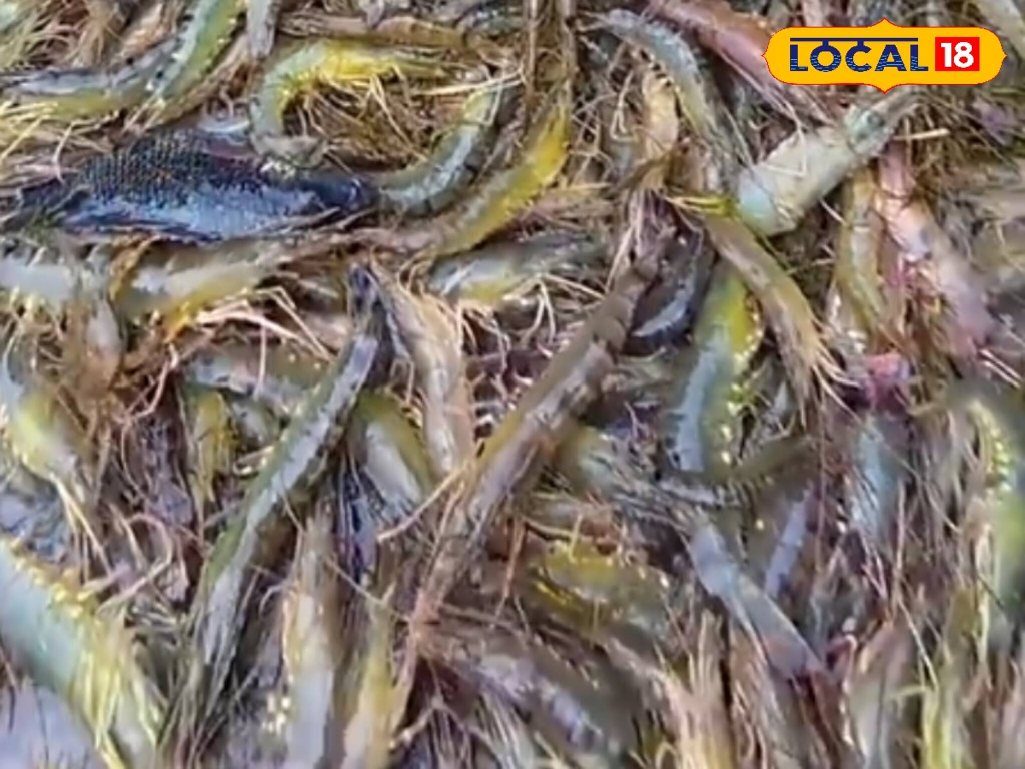 Want To Earn Big: চিংড়ি এখন সোনার ফসল! লাফিয়ে লাফিয়ে বাড়ছে উৎপাদন...! ছোট্ট এইসব টিপস মানলেই লক্ষ লক্ষ টাকা রোজগার করতে পারবেন আপনিও