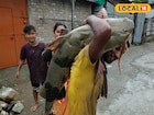১০০ কেজি ওজন! মৎস্য়জীবীদের জালে দৈত্যাকার বাঘা আড়, দাম শুনলে ভিড়মি খাবেন