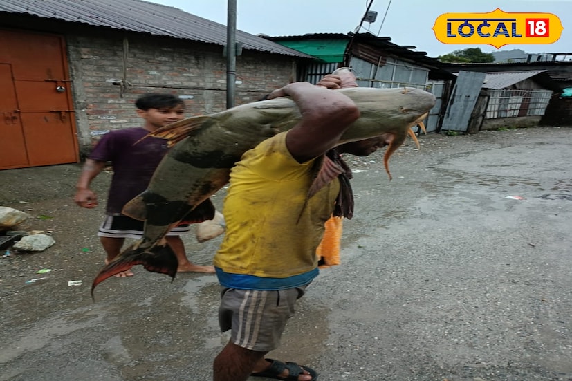 কালচিনি, অনন্যা দে: তোর্ষা নদীর জল একটু কমতেই উঠে এলো বিশালকারের বাঘা আর মাছ।যার ওজন ১০০ কেজি। তবে ৫০ এবং ৬০ কেজির মাছ মিলেছে এদিন নদী থেকে।জয়গাঁ ও হাসিমারা এলাকা থেকে মিলছে এমন বাঘা আর মাছ।