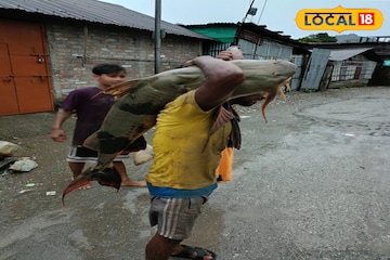 ১০০ কেজি ওজন! মৎস্য়জীবীদের জালে দৈত্যাকার বাঘা আড়, দাম শুনলে ভিড়মি খাবেন ১০০ কেজি ওজন! মৎস্য়জীবীদের জালে দৈত্যাকার বাঘা আড়, দাম শুনলে ভিড়মি খাবেন