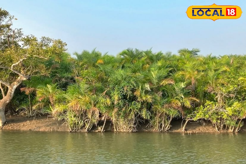 প্রতি পদে বিপদ! তা সত্ত্বেও উপায় নেই! মৎস্যজীবীরা মূলত জীবিকা নির্বাহের জন্য জীবনের ঝুঁকি নিয়ে জঙ্গলে মাছ, কাঁকড়া ও মধু সংগ্রহ করতে যান। এই অঞ্চলে তাঁদের অন্য কোনও বিকল্প আয়ের উৎস খুব কম বা নেই বললেই চলে। (ছবি ও তথ্যঃ সুমন সাহা)