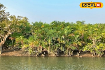 শুধু পেটের দায় নয়! প্রাণের ঝুঁকি সত্ত্বেও মৎসজীবীরা কেন সুন্দরবনের জঙ্গলে যান জানেন? শুধু পেটের দায় নয়! প্রাণের ঝুঁকি সত্ত্বেও মৎসজীবীরা কেন সুন্দরবনের জঙ্গলে যান জানেন?