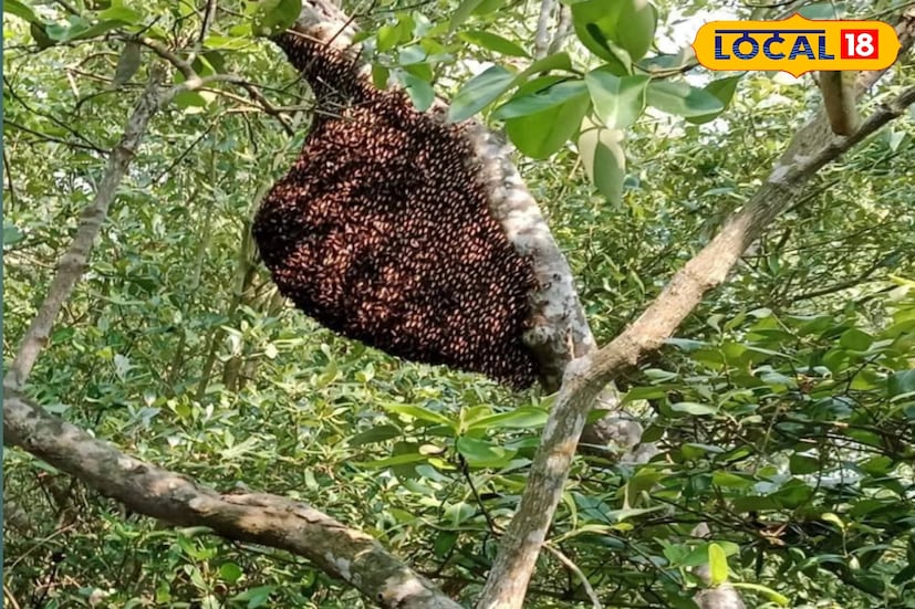সুন্দরবনের নদী, খাঁড়ি ও জঙ্গল থেকে সংগৃহীত মাছ, কাঁকড়া এবং মধু স্থানীয় দরিদ্র মানুষদের আয়ের প্রধান উৎস। বংশ পরম্পরায় এই কাজ করেই তাঁরা সংসার চালান। নোনা জলের কারণে এখানে সেভাবে কৃষিকাজ সম্ভব নয়। তবে সুন্দরবনের ম্যানগ্রোভ অরণ্য এবং এর জলভাগ নানা প্রকারের মাছ, চিংড়ি, কাঁকড়া ও মূল্যবান খলিসা ফুলের মধুর ভাণ্ডার।