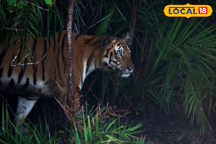 তাঁদের এই জীবনযাত্রা অত্যন্ত ঝুঁকিপূর্ণ। কারণ এখানে প্রতি পদে বাঘ ও কুমিরের আক্রমণের ভয় থাকে। সুন্দরবনের জঙ্গলে মাছ, কাঁকড়া ও মধু সংগ্রহ করতে গিয়ে এখনও পর্যন্ত দুই শতাধিক মৎস্যজীবী বাঘের আক্রমণে নিহত ও আহত হয়েছেন। তা সত্ত্বেও মৎস্যজীবীরা জঙ্গলমুখী।