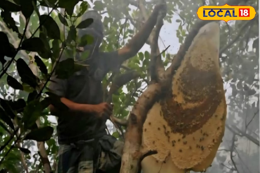 'মৌলে' নামে পরিচিত এখানকার মানুষরা বন বিভাগের বৈধ অনুমতি পাস নিয়ে মধু সংগ্রহ করেন। এই অঞ্চলে বেকারত্ব অনেক বেশি। সরকারের পক্ষ থেকে বা অন্য কোনও ভাবে পর্যাপ্ত বিকল্প কর্মসংস্থানের ব্যবস্থা না থাকায় নিষেধাজ্ঞা বা বিপদের তোয়াক্কা না করেই তাঁদের জঙ্গলে প্রবেশ করতে হয়।