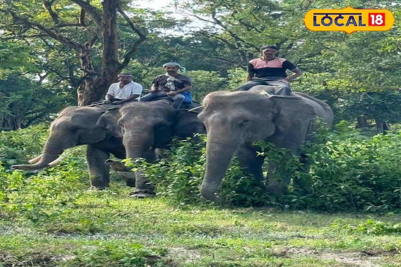 এক রাতের মুষলধারে বৃষ্টিতেই বদলে দিল উত্তরবঙ্গের চেনা ছবি। পাহাড়-তরাই ডুয়ার্সে ধস, প্লাবন, ভেসে যাওয়া ঘরবাড়ির পাশাপাশি বড়সড় বিপর্যয় নেমে এসেছে বন্যপ্রাণের উপরও। জলদাপাড়া, গরুমারা, বক্সা-উত্তরবঙ্গের গভীর জঙ্গল এখনও জলমগ্ন। আর সেই জলে তলিয়ে যাচ্ছে হাতি, বাইসন, গণ্ডার, পাখি- বনাঞ্চলের বাসিন্দা, এক একটি প্রাণ। (ছবি ও তথ্য - তন্ময় নন্দী)