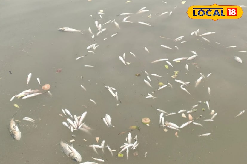 কথা কাটাকাটির মধ্যেই কামাল উদ্দিন নাকি হুমকি দেয় কাদিরুলকে মারধর করার এবং তার চাষ নষ্ট করে দেওয়ার। ঠিক সেই আশঙ্কাই সত্যি হল রাতে। অন্ধকারের সুযোগ নিয়ে কেউ বা কারা কাদিরুলের পুকুরে বিষ ঢেলে দেয়। সকালে উঠে দেখা যায়—পুকুরের জলজুড়ে মৃত মাছের ভেসে ওঠা। চোখের সামনে নিজের পরিশ্রমের ফসল ধ্বংস হতে দেখে বাকরুদ্ধ কাদিরুল ও তার পরিবার।