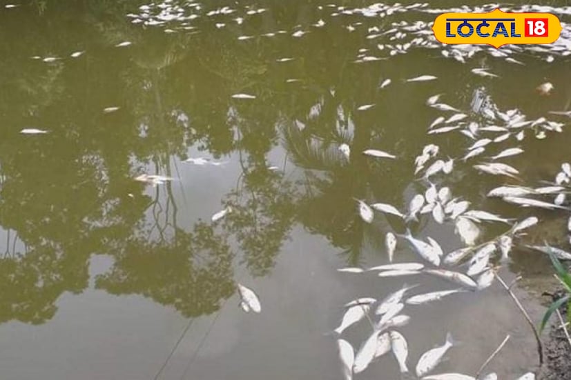 উত্তর ২৪ পরগনার বাদুড়িয়া থানার নিশ্চিন্তপুর এলাকায় ঘটেছে এক হৃদয়বিদারক ঘটনা। চুরি করে মাছ ধরতে বারণ করায় এক মাছ চাষির পুকুরে বিষ ঢেলে দিল দুষ্কৃতিরা। মুহূর্তের মধ্যে পুকুর ভরে গেল মৃত মাছের স্তূপে। কয়েক লক্ষ টাকার ক্ষতির মুখে পড়ে মাথায় হাত মাছ চাষি কাদিরুল ইসলাম-এর। (ছবি ও তথ্য: জুলফিকার মোল্যা)