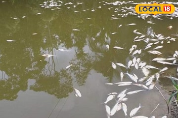 লাভের আশায় ধারের টাকায় করেছিলেন চাষ মাছ! ঘটে গেল ছোট্ট এক ঘটনা, মাথায় পড়ল কাদিরুলের লাভের আশায় ধারের টাকায় করেছিলেন চাষ মাছ! ঘটে গেল ছোট্ট এক ঘটনা, মাথায় পড়ল কাদিরুলের
