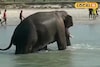 চেল নদীতে দাঁতালের স্নান! নদীতে নেমে ঘুরল বিশাল বুনো হাতি...
