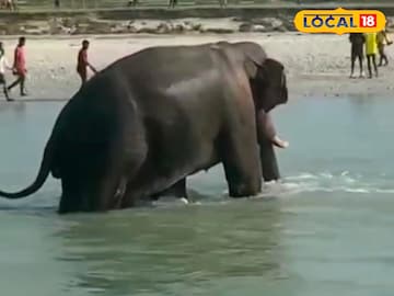 হাতির