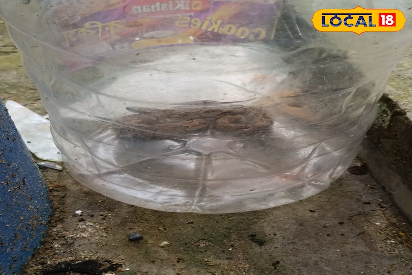 তবে আতঙ্কের মাঝেও সাফাই কর্মীরা দারুণ উপস্থিত বুদ্ধির পরিচয় দেন। তাঁরা ঝুঁকি নিয়ে সাপটিকে একটি কৌটোয় বন্দি করতে সক্ষম হন। এরপর দ্রুতই স্থানীয় সর্পবিশারদ শিবেন সরকারের সঙ্গে যোগাযোগ করা হয়। তিনি ঘটনাস্থলে এসে সাপটিকে নিজের তত্ত্বাবধানে নেন। তাঁর কথায়, “নিয়মমতো সাপটিকে বনদফতরের হাতে হস্তান্তর করা হবে, যাতে সেটিকে নিরাপদ স্থানে ছেড়ে দেওয়া যায়।”তথ্য ও ছবি বনোয়ারীলাল চৌধুরী