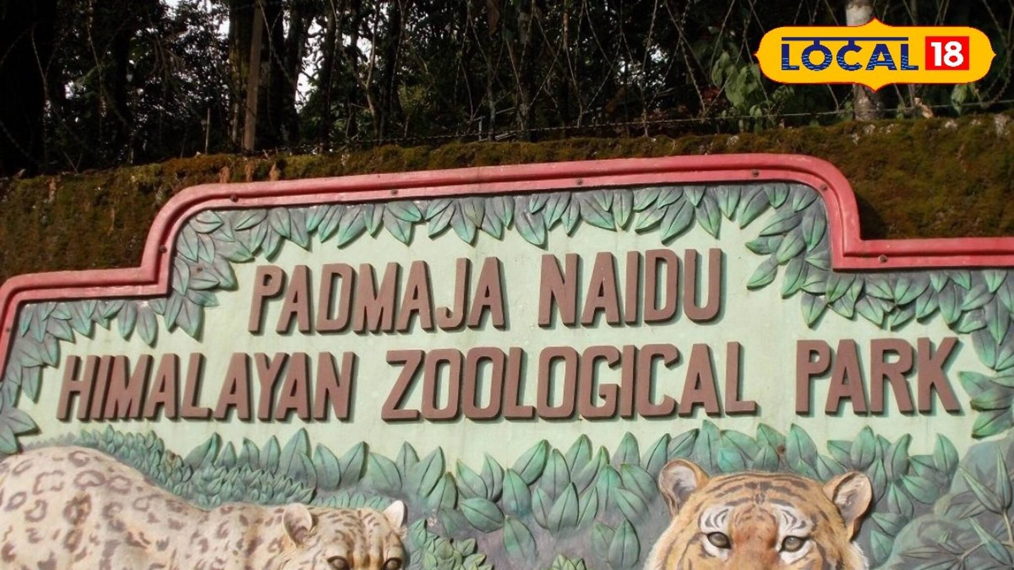 ‘কচিকাঁচাদের’ ভিড়! রেকর্ড সংখ্যক প্রাণীর জন্ম, নতুন প্রাণ ফিরে পেল দার্জিলিং চিড়িয়াখানা