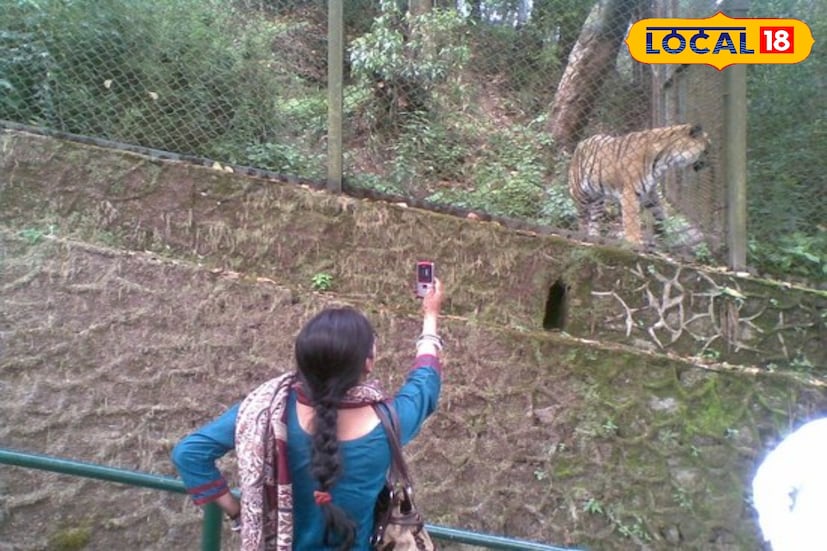 প্রজননের এই তালিকায় রয়েছে একাধিক বিরল ও আকর্ষণীয় প্রজাতি— চিয়ার ফিজেন্ট ৪টি, কালিজ ফিজেন্ট ১৯টি, স্নো লেপার্ড ২টি, টেমিন্কের ট্র্যাগোপান ৩টি, রেড পান্ডা ২টি, হিমালয়ান থার ১টি, ইয়াক ১টি, ব্লু শিপ ২টি, বারকিং ডিয়ার ১টি, গোল্ডেন ফিজেন্ট ৭টি, এবং আরও বহু প্রজাতির জন্ম। শুধু এপ্রিল থেকে আগস্ট মাসের মধ্যেই জন্ম হয়েছে ৯৯টি নতুন প্রাণীর। ছবি ও তথ্য : ঋত্বিক ভট্টাচার্য