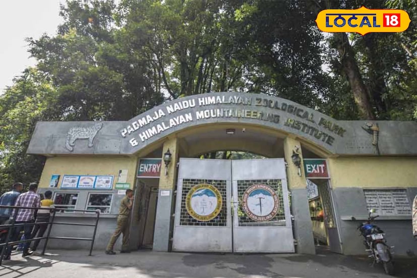 গত বছর যেখানে মোট ৬০টি নতুন পশুপাখির জন্ম হয়েছিল, সেখানে চলতি বছর এখনো পর্যন্ত সেই সংখ্যা পৌঁছেছে ১৭৮-এ। দার্জিলিং চিড়িয়াখানার পাশাপাশি তোপকে দারা ও ডাওহিল প্রজননকেন্দ্র মিলিয়ে এই সাফল্যকে ‘‘অভূতপূর্ব’’ বলেই মনে করছেন আধিকারিকরা। ছবি ও তথ্য : ঋত্বিক ভট্টাচার্য