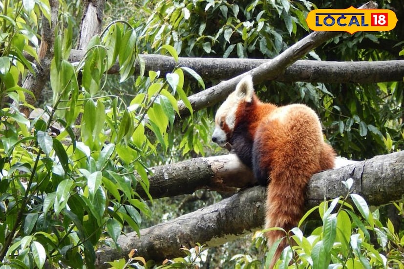গত বছর রেড পান্ডা সংরক্ষণের জন্য বিশ্বের প্রথম তিন চিড়িয়াখানার তালিকায় স্থান পেয়েছিল দার্জিলিং চিড়িয়াখানা। এবার এই নতুন সাফল্য সেই অর্জনকে আরও উজ্জ্বল করেছে। পাহাড়ের হাওয়ায় যেন ছড়িয়ে পড়েছে নতুন জীবনের উচ্ছ্বাস— দার্জিলিং চিড়িয়াখানায় ফিরে এসেছে প্রাণের ছোঁয়া। ছবি ও তথ্য : ঋত্বিক ভট্টাচার্য